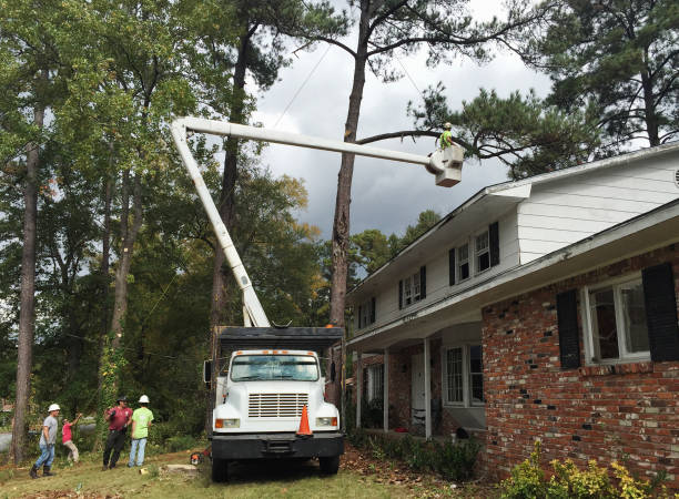 How Our Tree Care Process Works  in  Valdese, NC