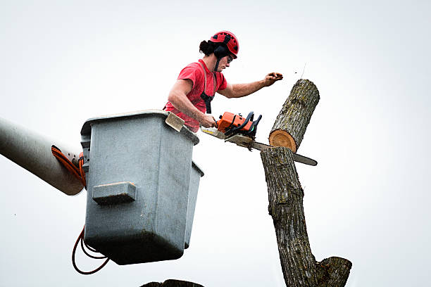 Trusted Valdese, NC Tree Care Experts